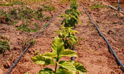 Evento acontece nos dias 28 e 29 de março no Centro de Difusão Tecnológica (CDT), localizado no Bom Intento - Foto: Semuc/PMBV